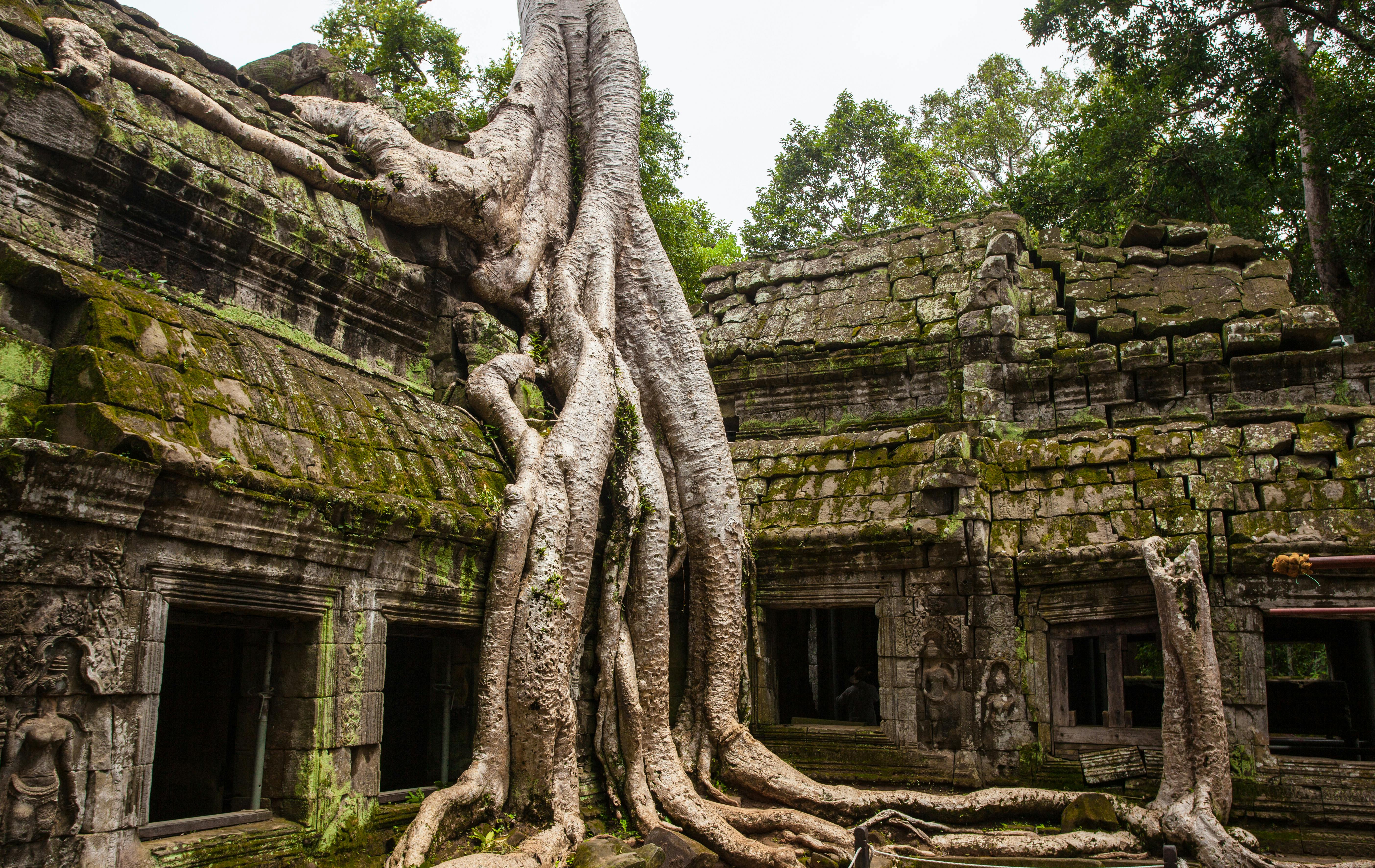 Ta Prohm Temple — The Mysterious Temple Embraced by Nature